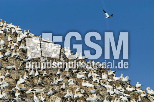 Basstölpel (10 von 24).jpg